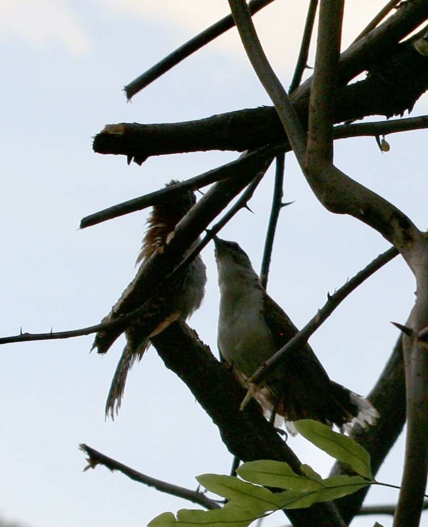 Rufous-naped Wren - ML624566984