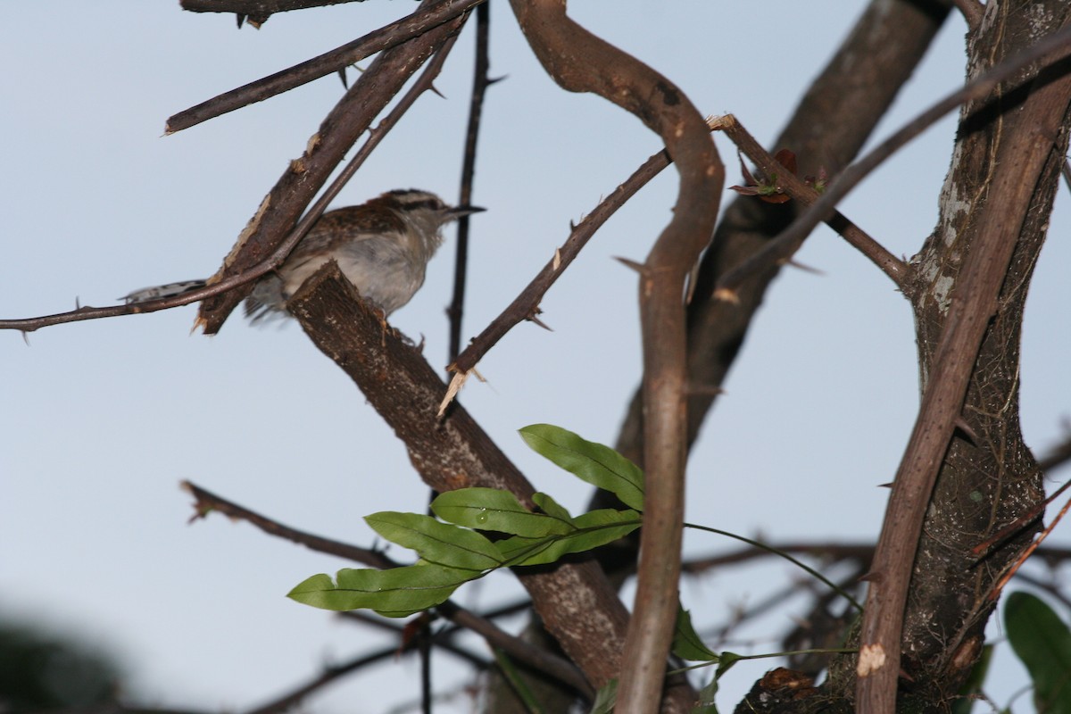 Rufous-naped Wren - ML624566987