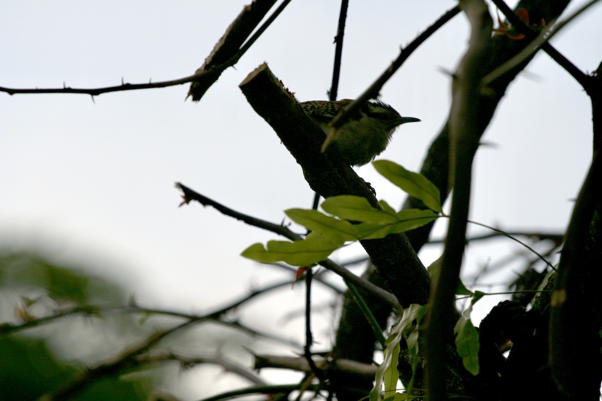 Rufous-naped Wren - ML624566991