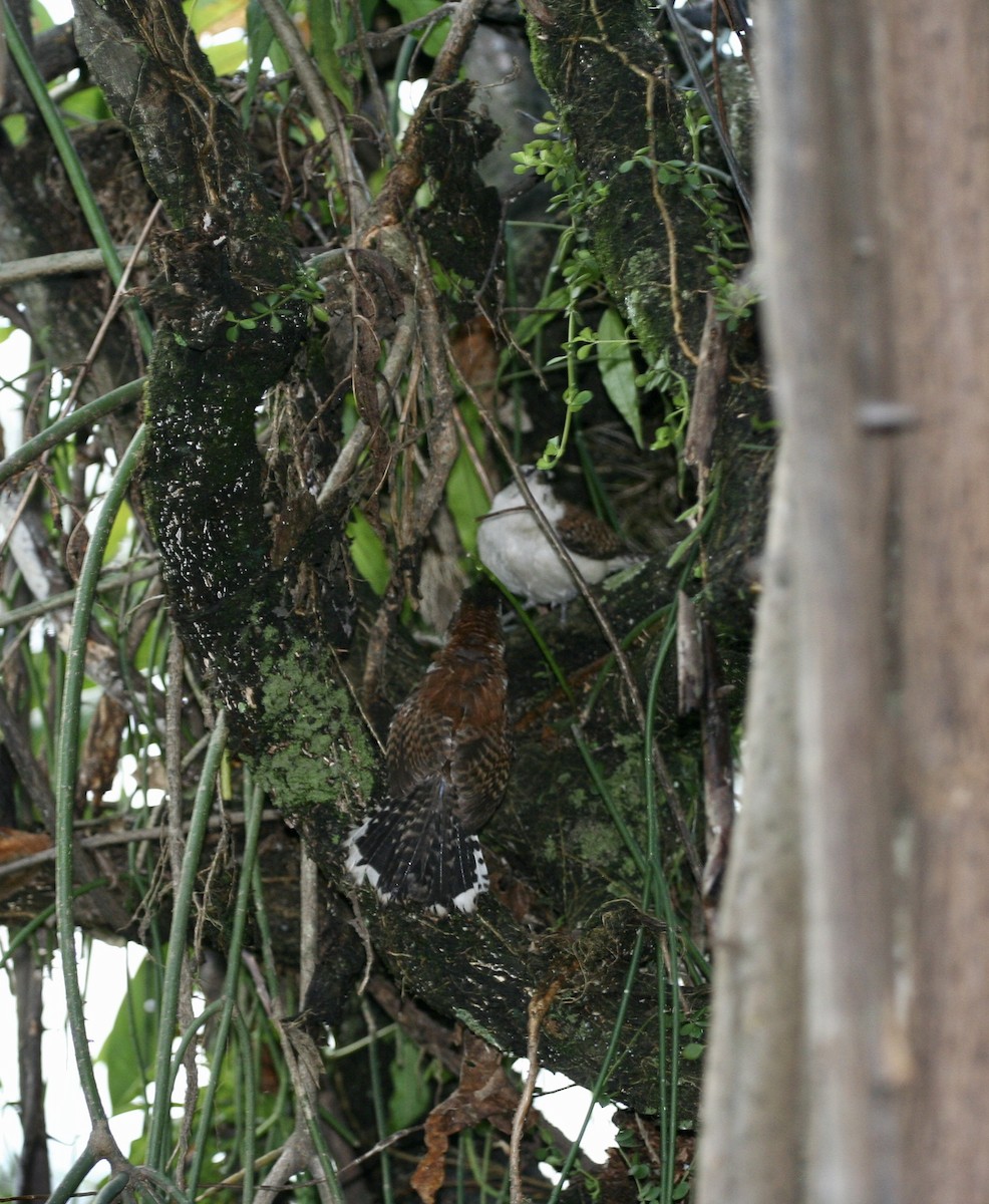 Rufous-naped Wren - ML624566992