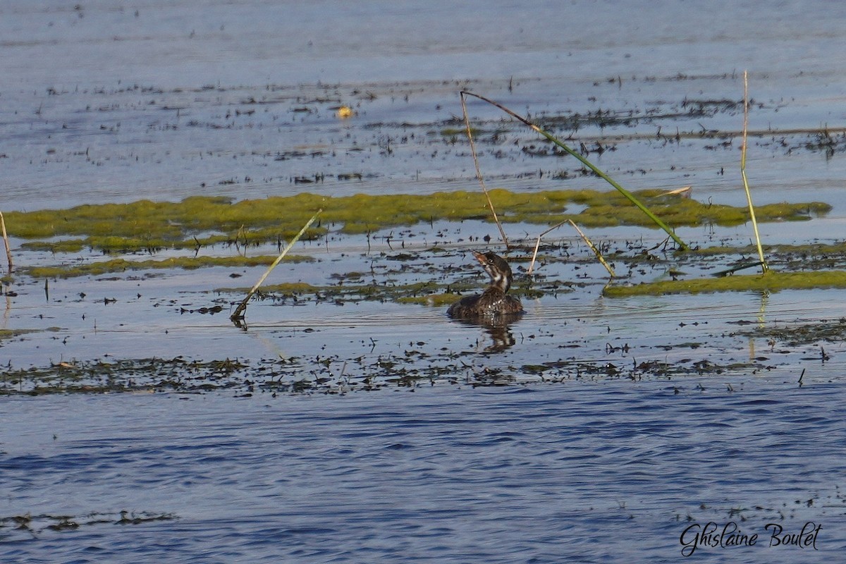 Pied-billed Grebe - ML624566998