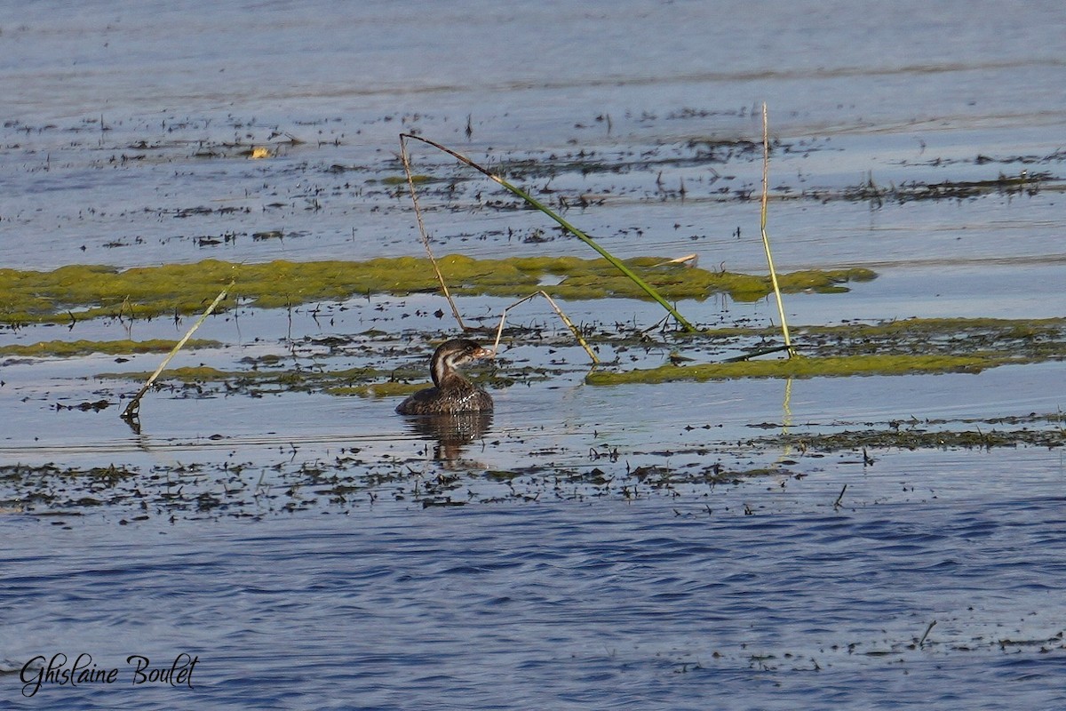 Pied-billed Grebe - ML624566999