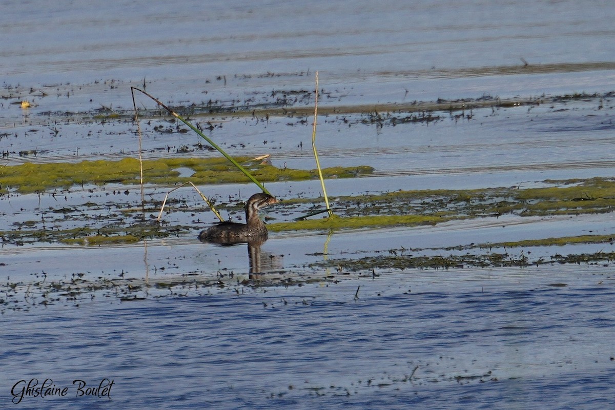 Pied-billed Grebe - ML624567000