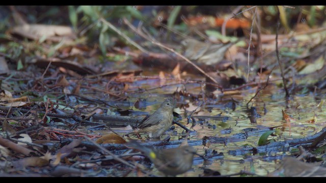 Lucy's Warbler - ML624567010