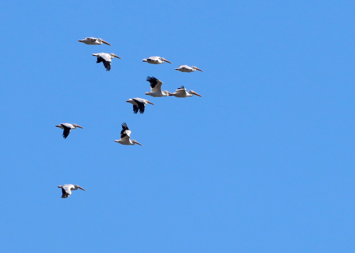 American White Pelican - ML624567031