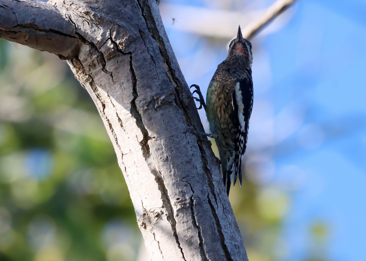 Yellow-bellied Sapsucker - ML624567038