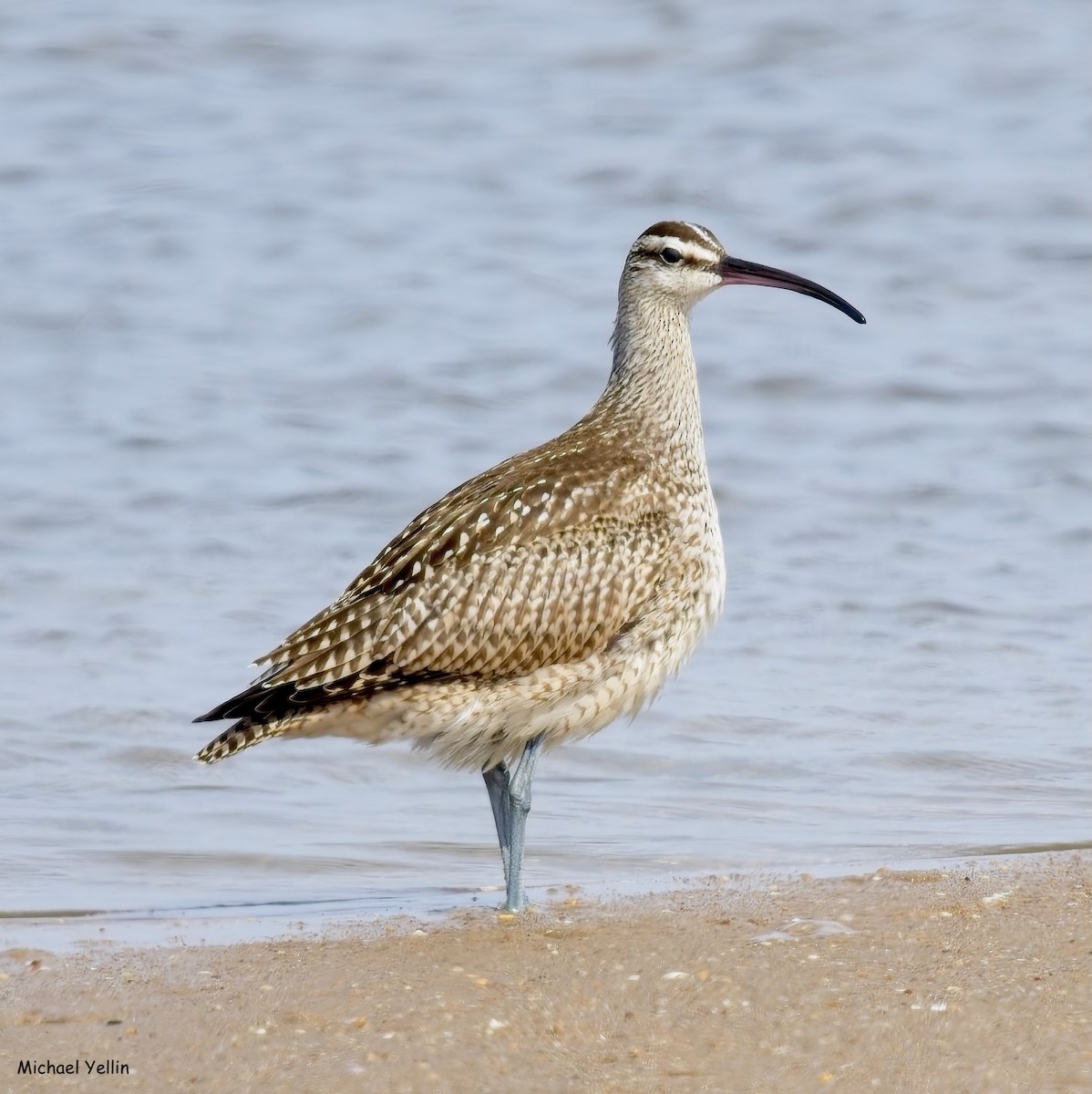 Whimbrel - ML624567042