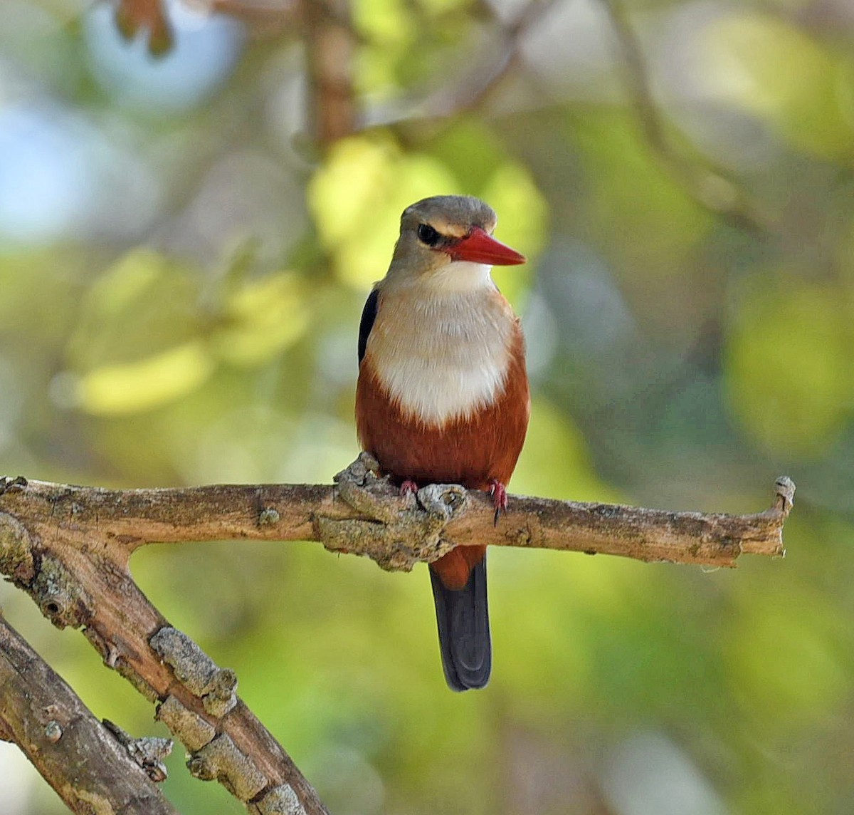 Gray-headed Kingfisher - ML624567044