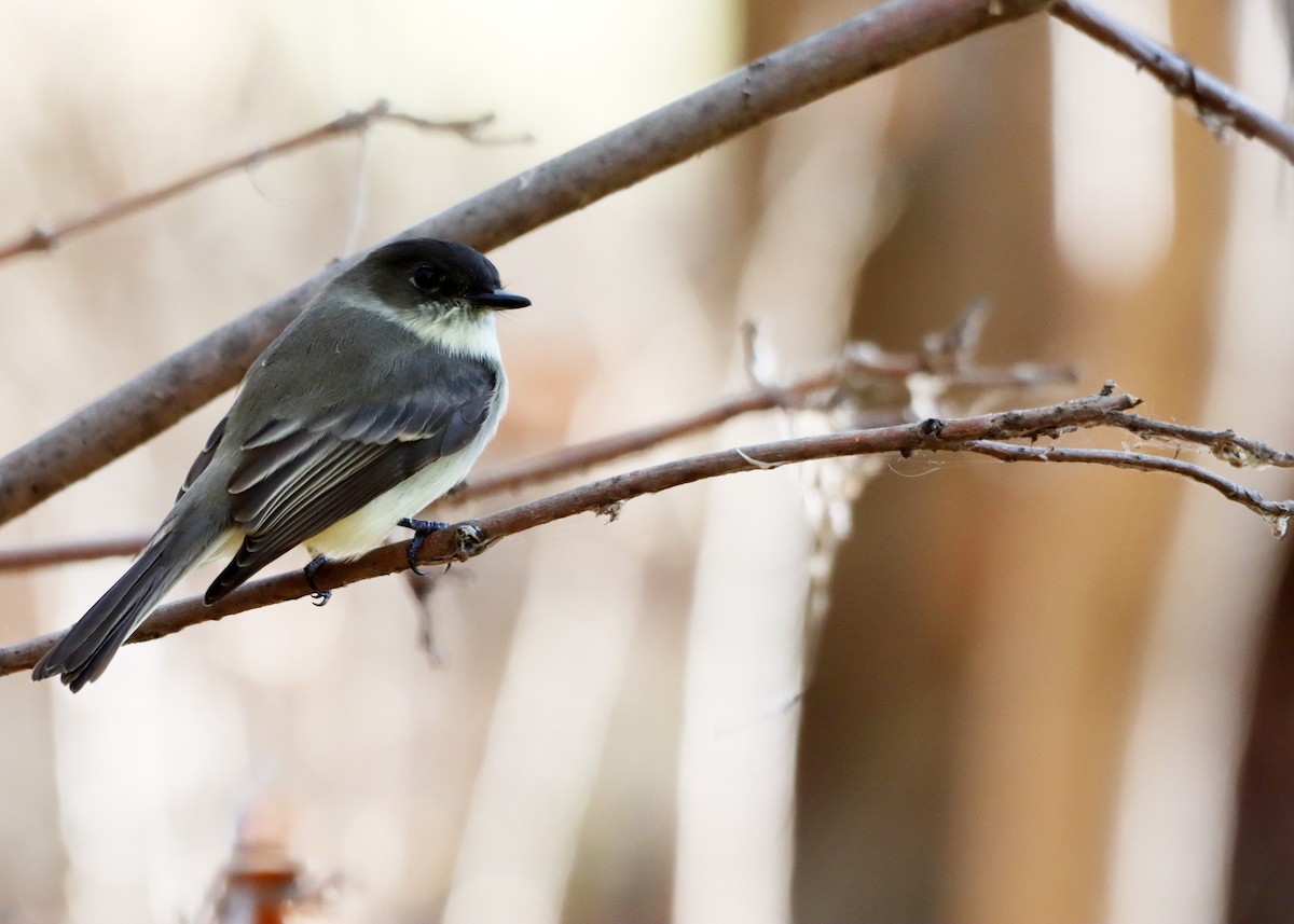 Eastern Phoebe - ML624567045