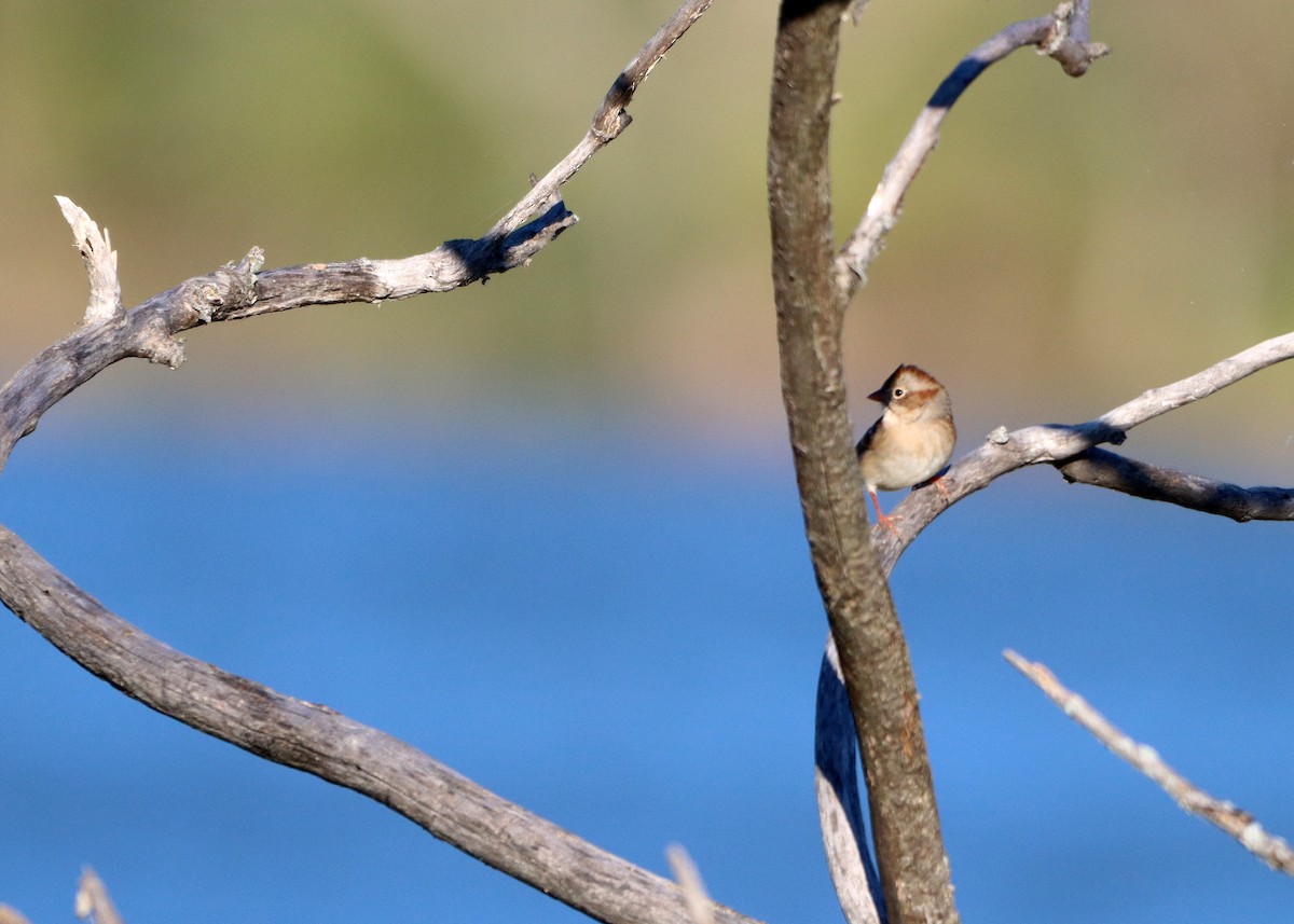 Field Sparrow - ML624567046