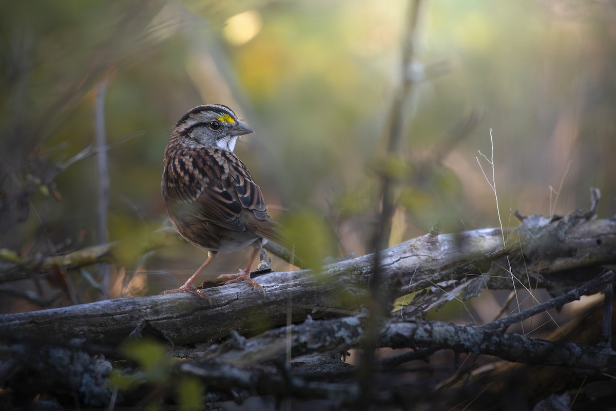 White-throated Sparrow - ML624567053