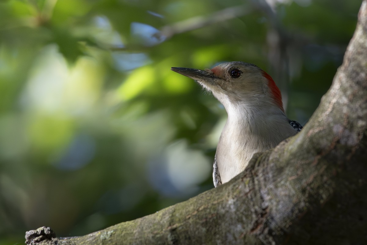 Red-bellied Woodpecker - ML624567066