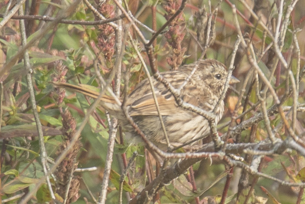 Song Sparrow - Peter Gadd