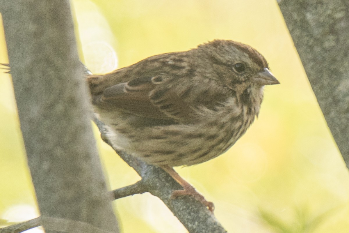 Song Sparrow - ML624567091