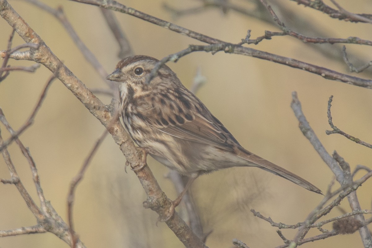 Song Sparrow - ML624567092