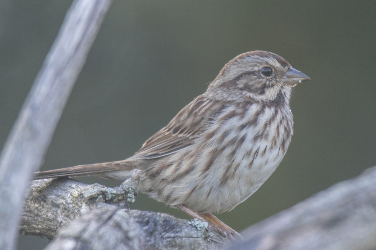 Song Sparrow - ML624567093