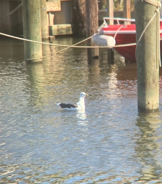 Great Black-backed Gull - ML624567094