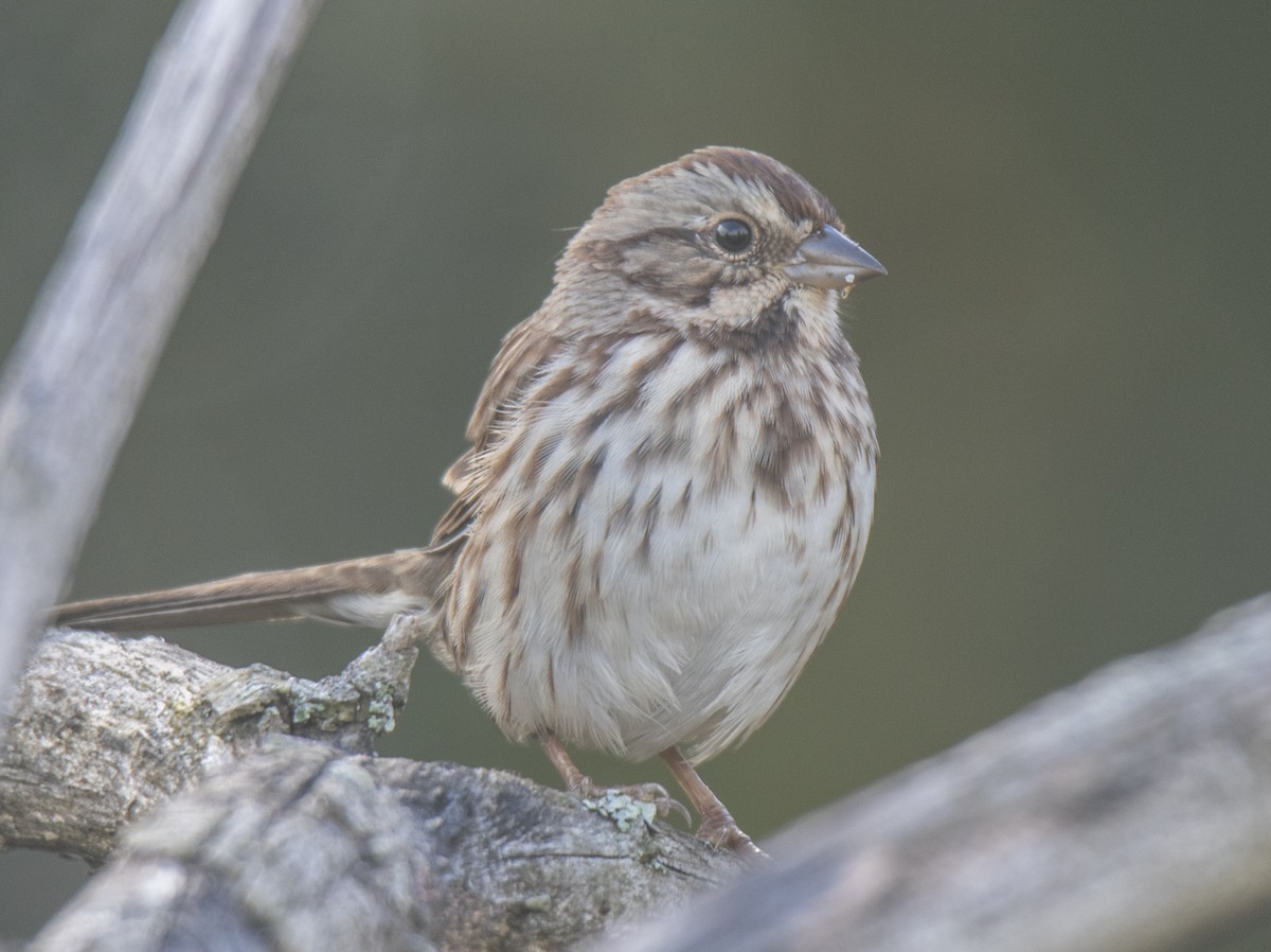 Song Sparrow - ML624567096