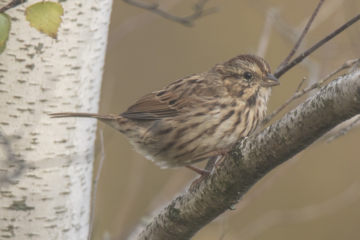 Song Sparrow - ML624567097