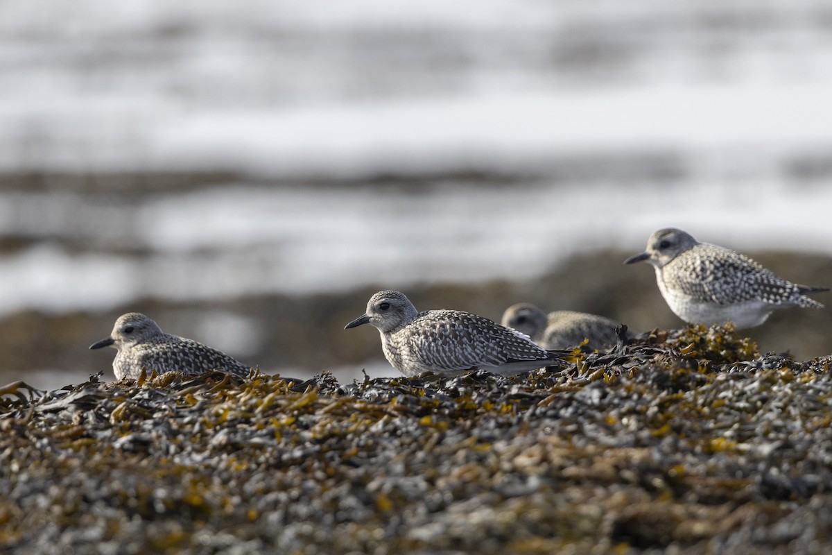 Black-bellied Plover - ML624567099