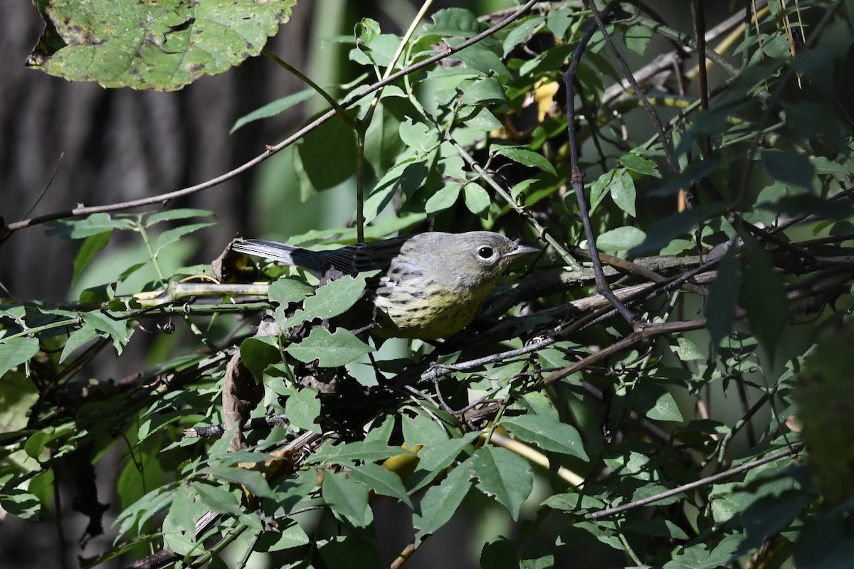 Kirtland's Warbler - Mark Kosiewski