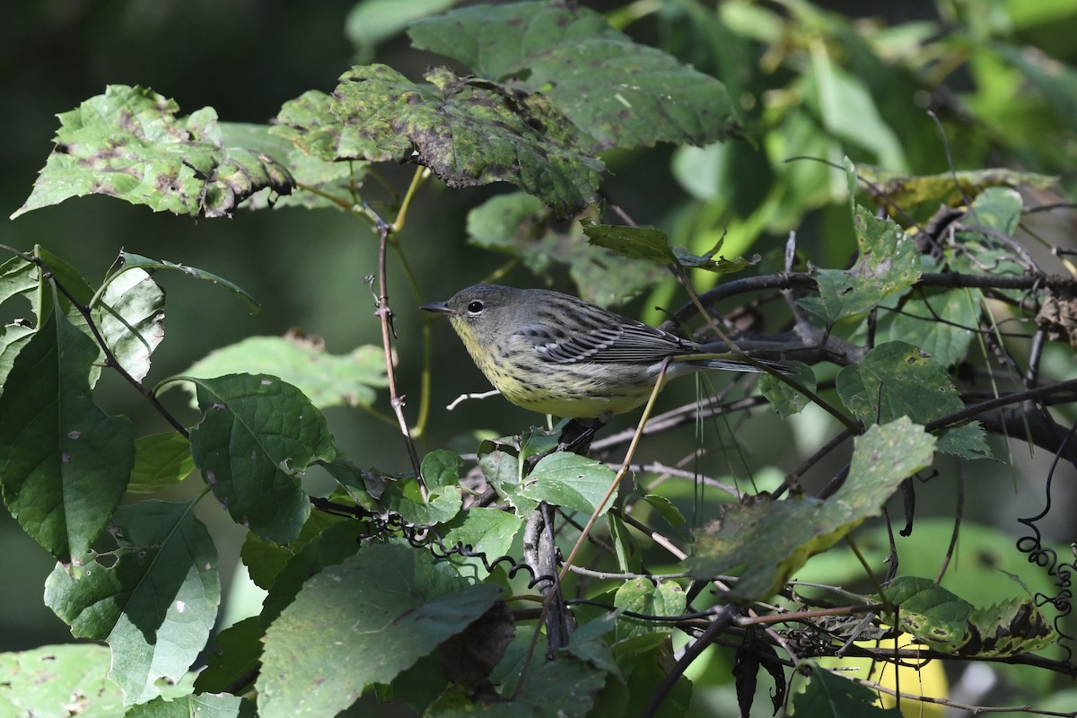 Kirtland's Warbler - ML624567102