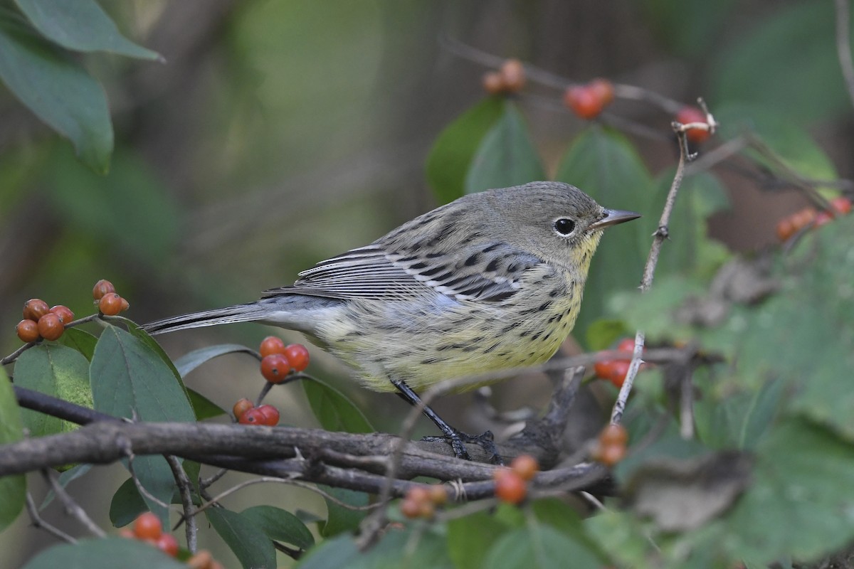 Kirtland's Warbler - ML624567103