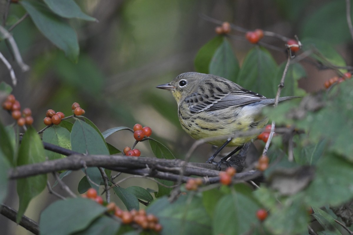 Kirtland's Warbler - ML624567104