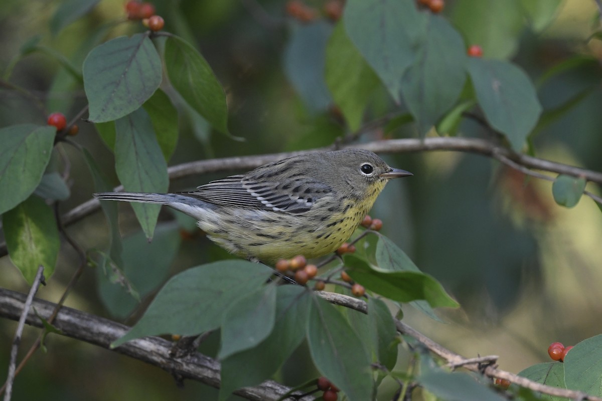 Kirtland's Warbler - ML624567105