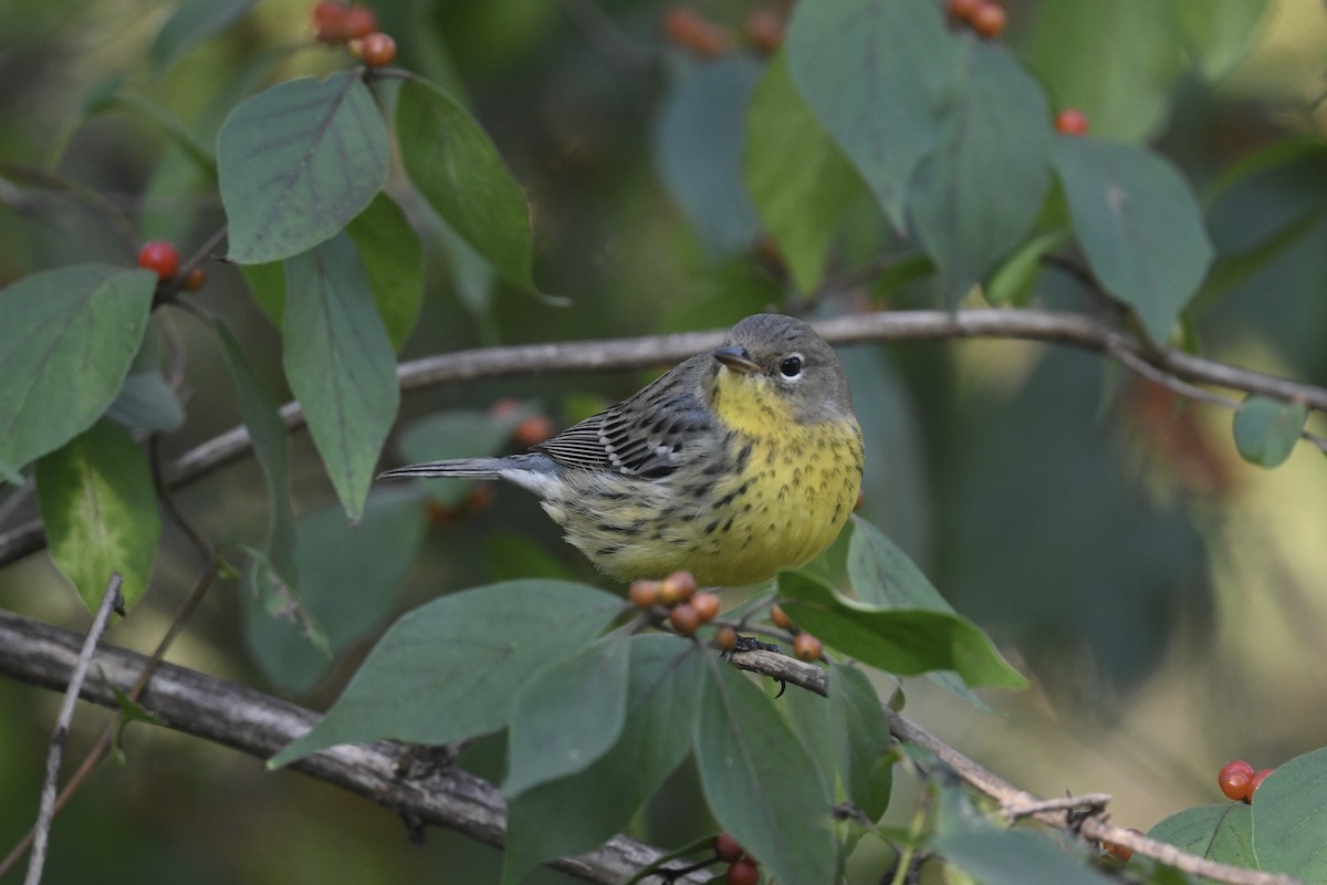 Kirtland's Warbler - ML624567106