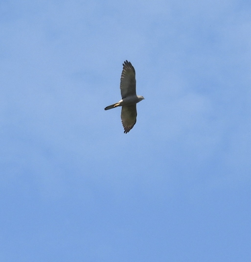 Brown Goshawk - ML624567108