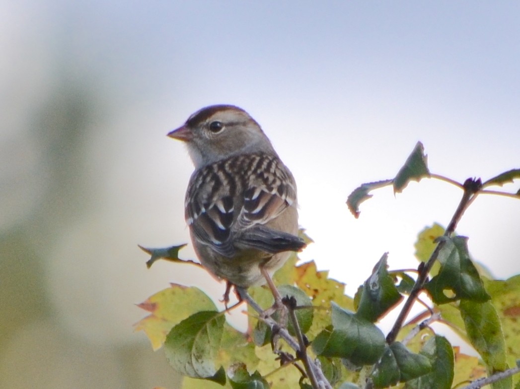 White-crowned Sparrow (leucophrys) - ML624567109