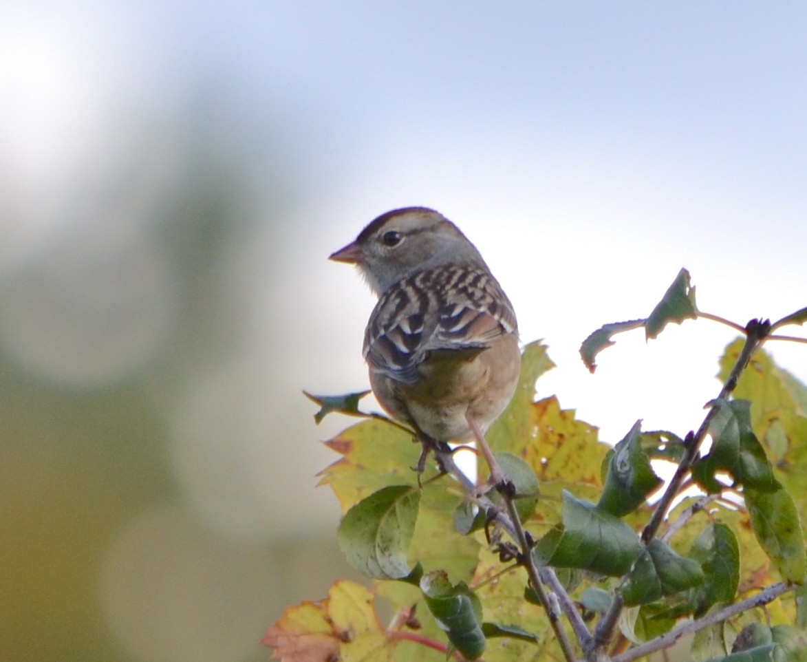 White-crowned Sparrow (leucophrys) - ML624567110