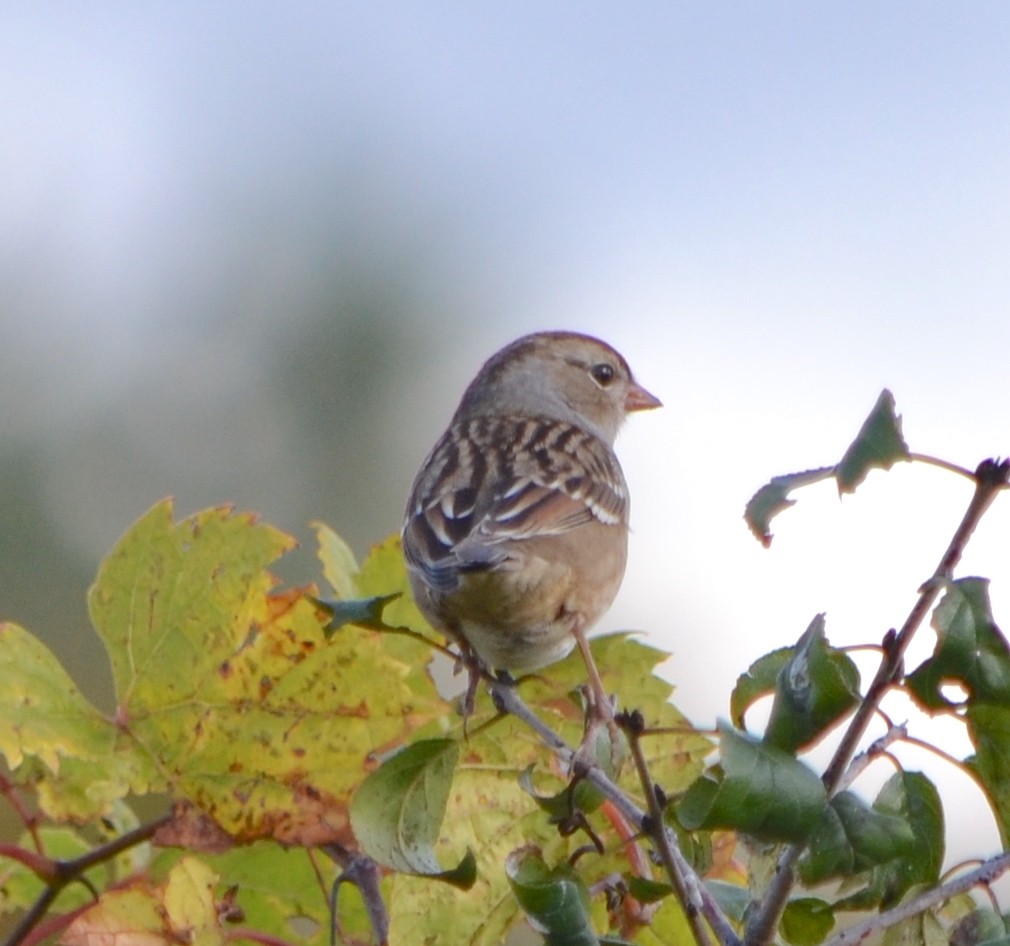 White-crowned Sparrow (leucophrys) - ML624567111