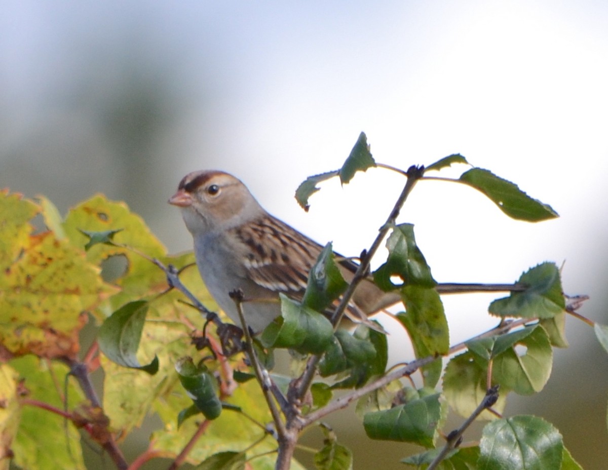 White-crowned Sparrow (leucophrys) - ML624567112