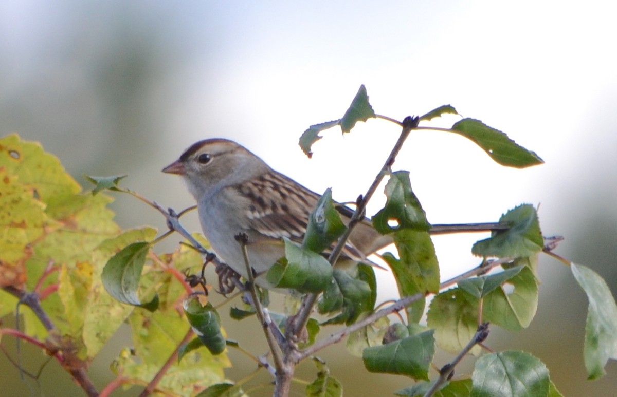 White-crowned Sparrow (leucophrys) - ML624567113