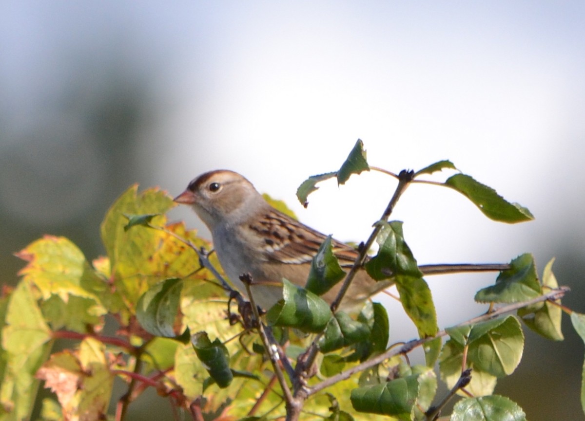 White-crowned Sparrow (leucophrys) - ML624567114