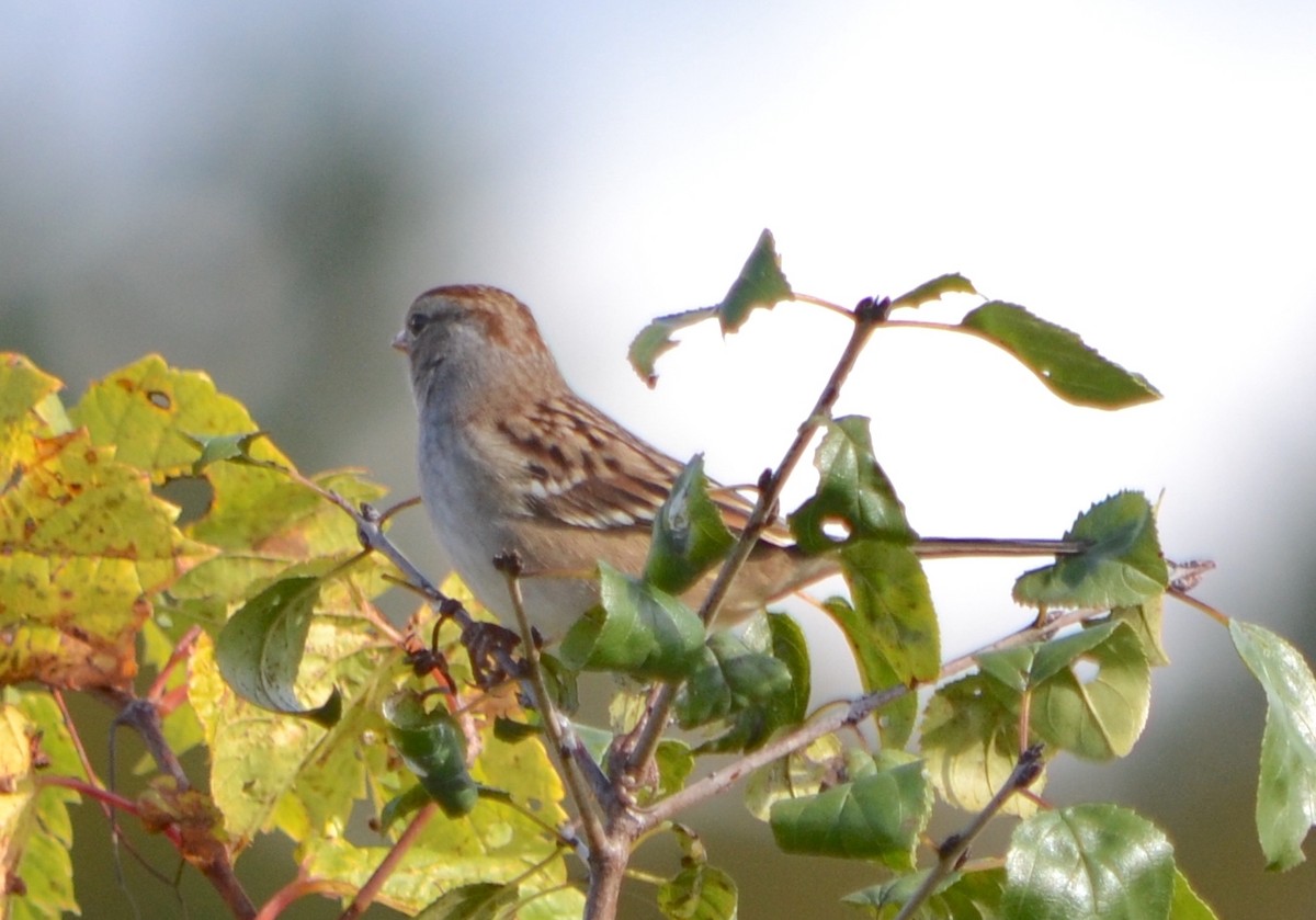 White-crowned Sparrow (leucophrys) - Chris Tessaglia-Hymes