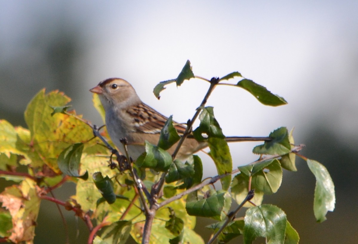 White-crowned Sparrow (leucophrys) - ML624567116