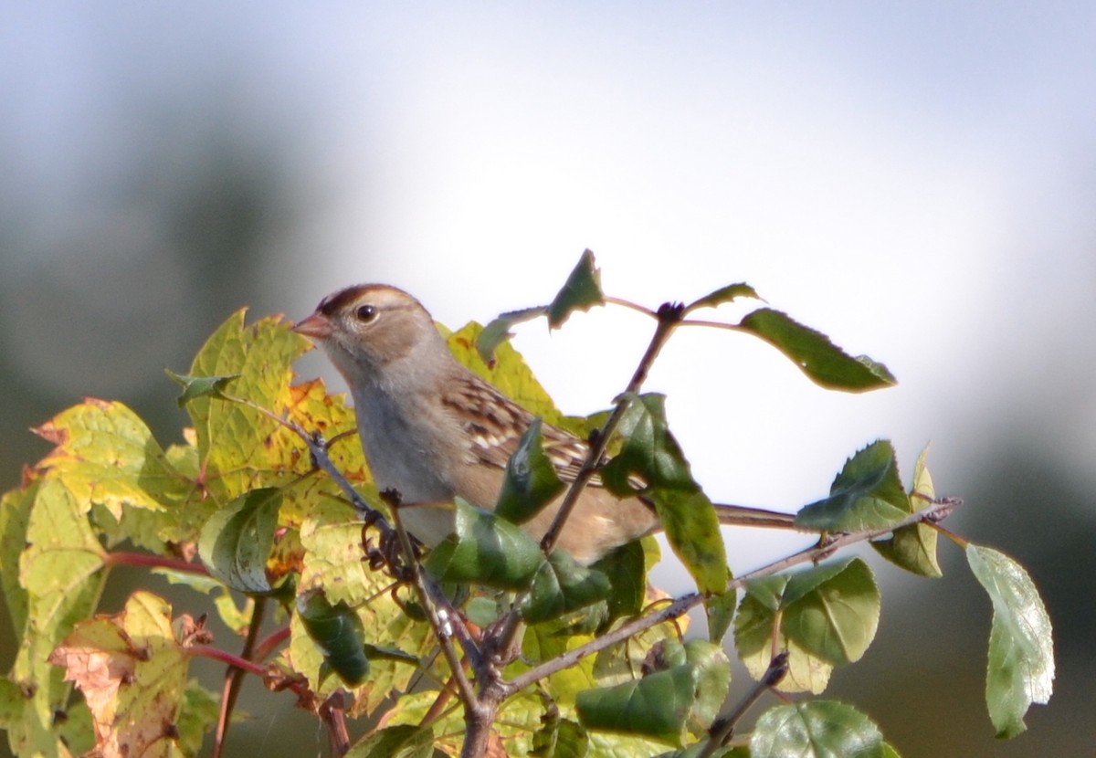 White-crowned Sparrow (leucophrys) - ML624567117