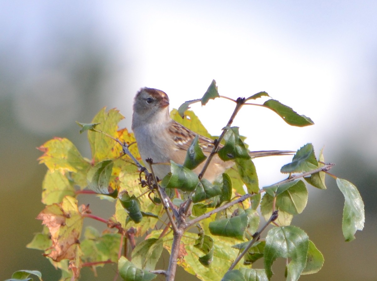 White-crowned Sparrow (leucophrys) - ML624567118