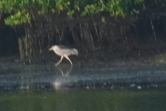 Black-crowned Night Heron - ML624567119