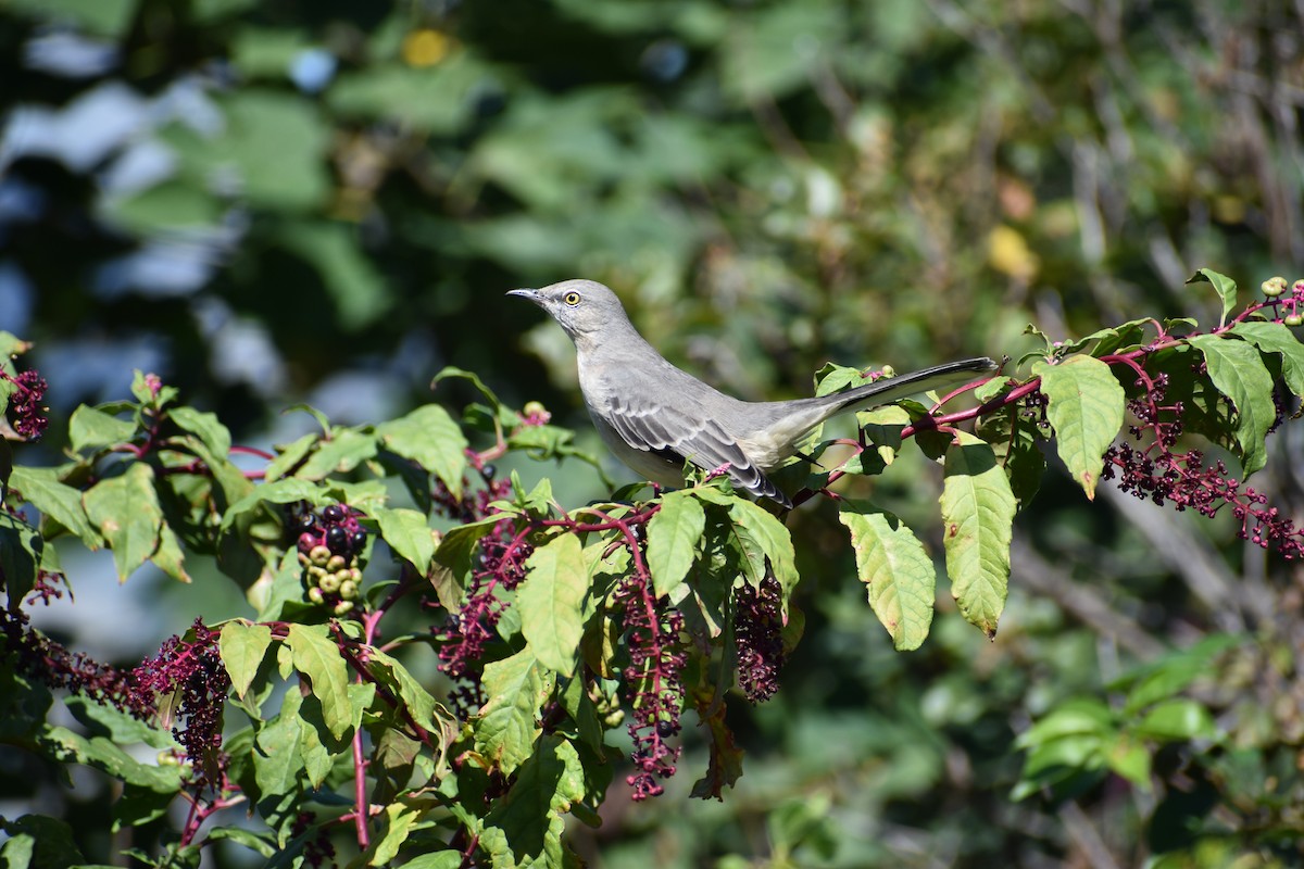 Northern Mockingbird - ML624567128