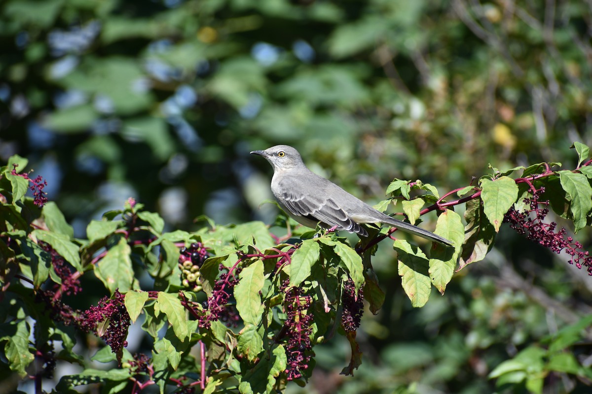 Northern Mockingbird - ML624567129