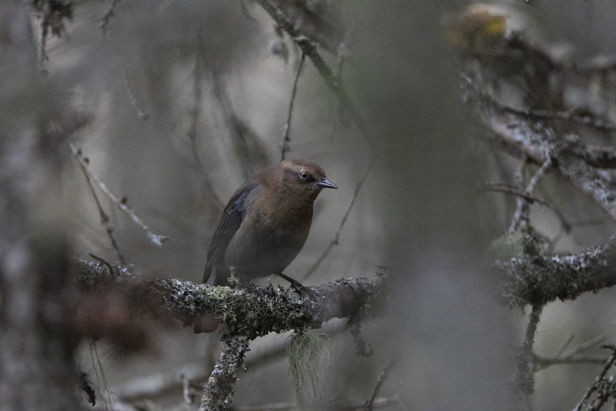 Rusty Blackbird - Michael Bueckert