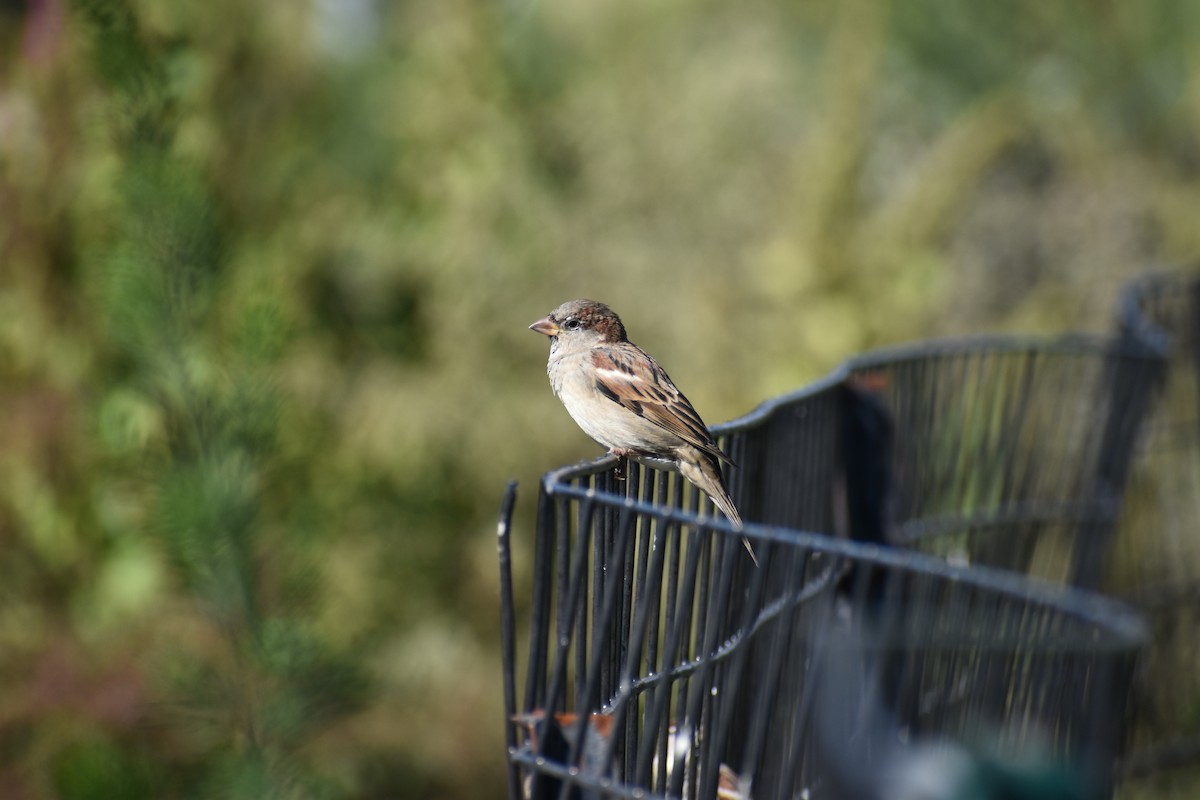 House Sparrow - Joseph Trezza