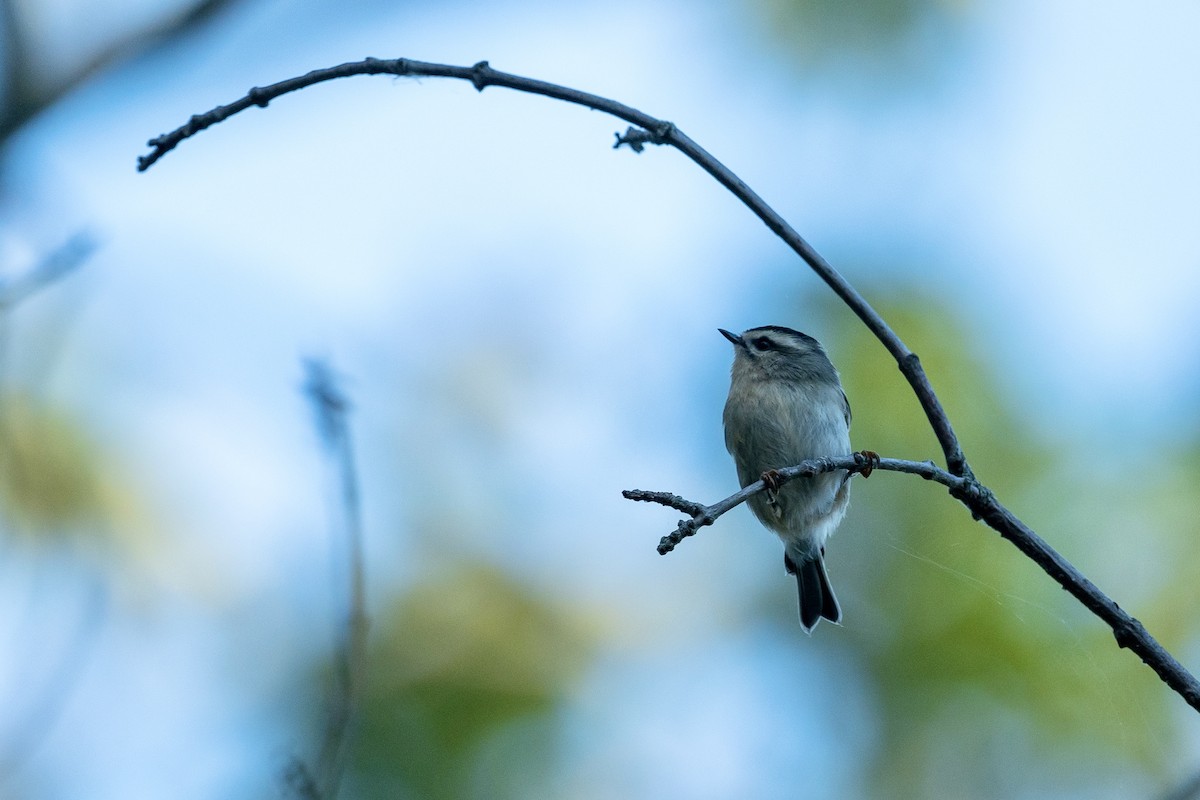 Golden-crowned Kinglet - Bill Massaro