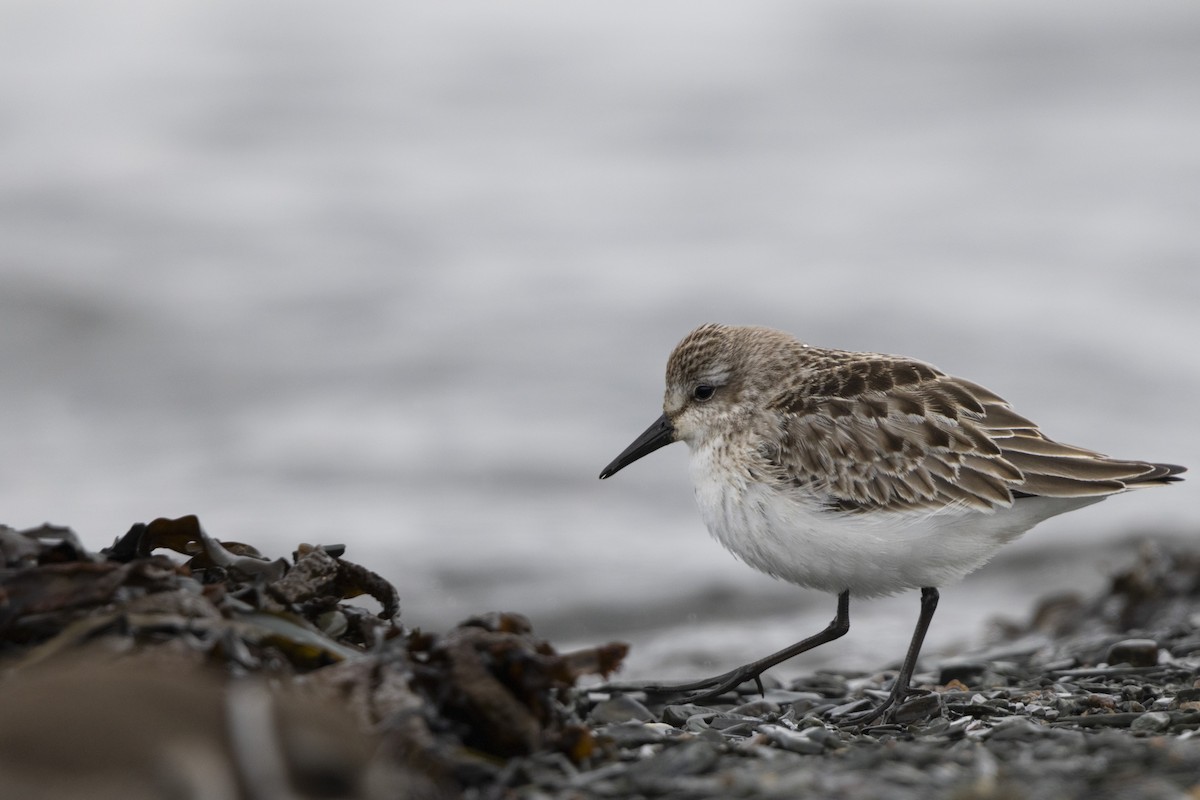 Semipalmated Sandpiper - Michael Bueckert