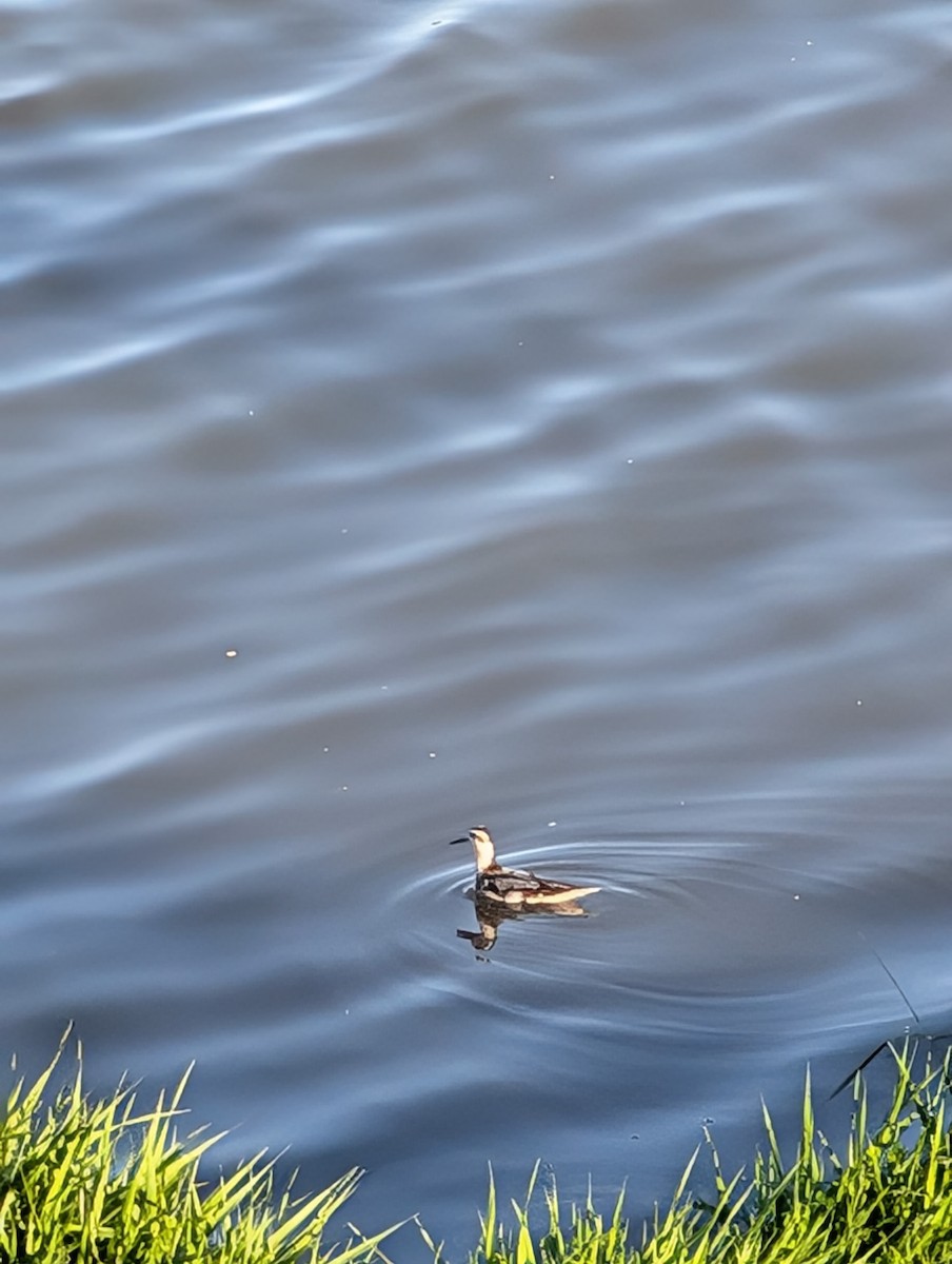 Red-necked Phalarope - Russ Koppendrayer