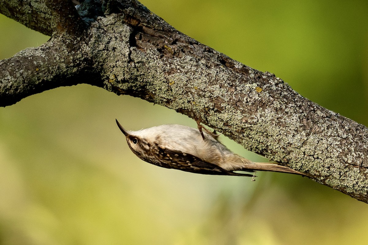 Brown Creeper - Bill Massaro